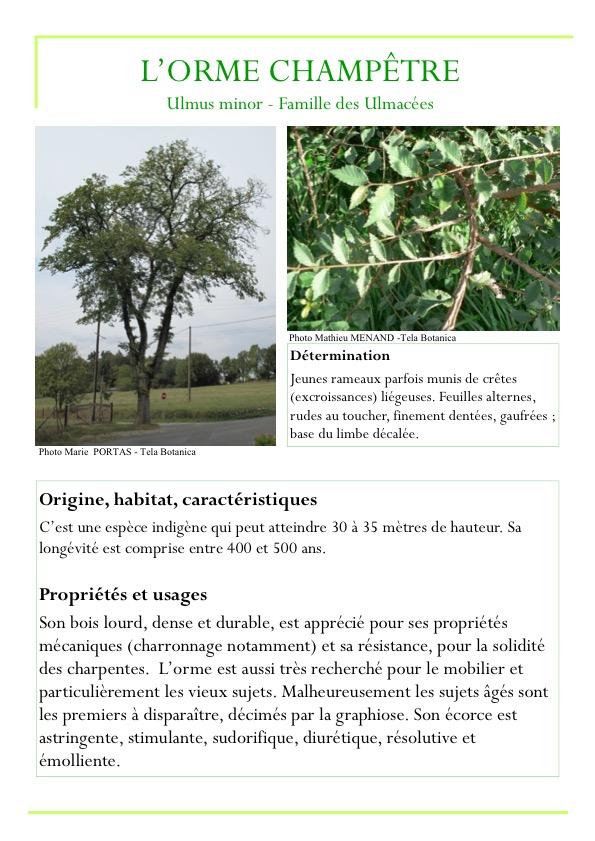 Fiche arbre partie 2 page4