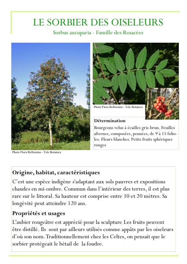 Fiche arbre partie 2 page6