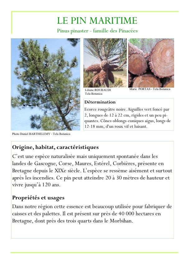 Fiche arbre partie 3 page5